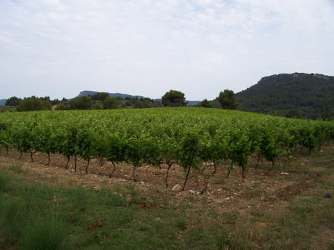 Vignes