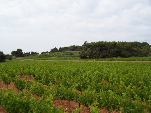 Vignes