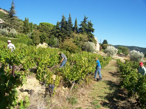 Les vendanges