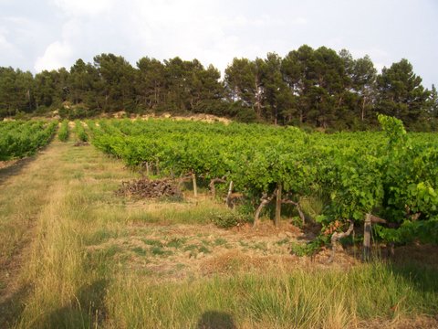 Vignes