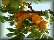Abricots du domaine
